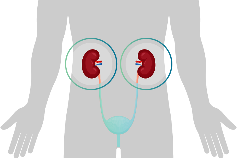 Renal products